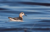 phalaropus_fulicarius_g.jpg